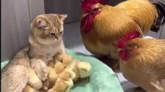 VIDEO: captan a un gato robando pollitos de gallina para protegerlos