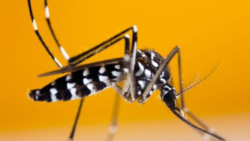 Cuántos años vive el mosquito tigre, según especialistas