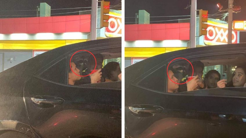 Captan a famoso mapache enfiestado con sus amigos humanos afuera de un Oxxo | FOTO