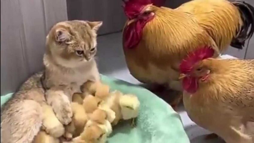 VIDEO: captan a un gato robando pollitos de gallina para protegerlos