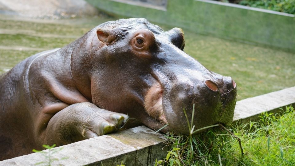 El ejemplar salió de parque Africam Safari en Puebla