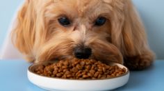 ¿Cuál es el plato ideal para la comida de mi perro?