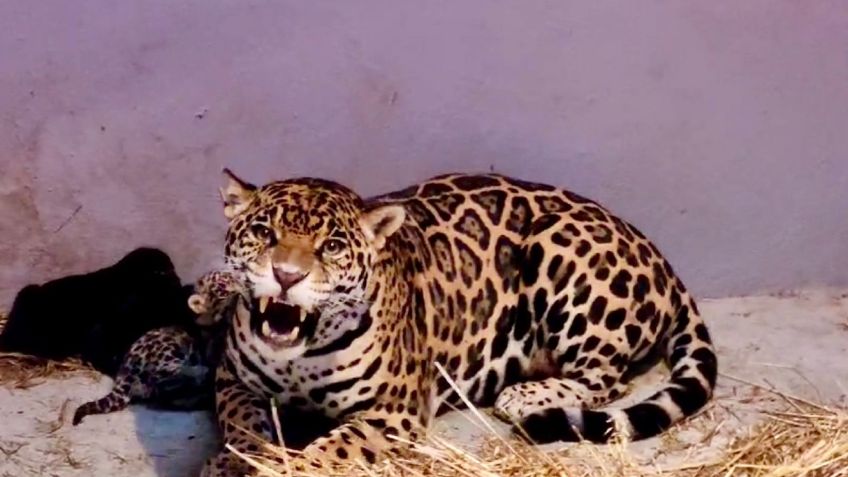 VIDEO: nacen 3 cachorros de jaguar en el zoológico de Chapultepec