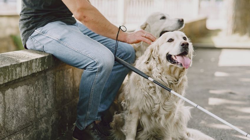 Día del perro guía: ¿cómo es que se les entrena a estos canes?