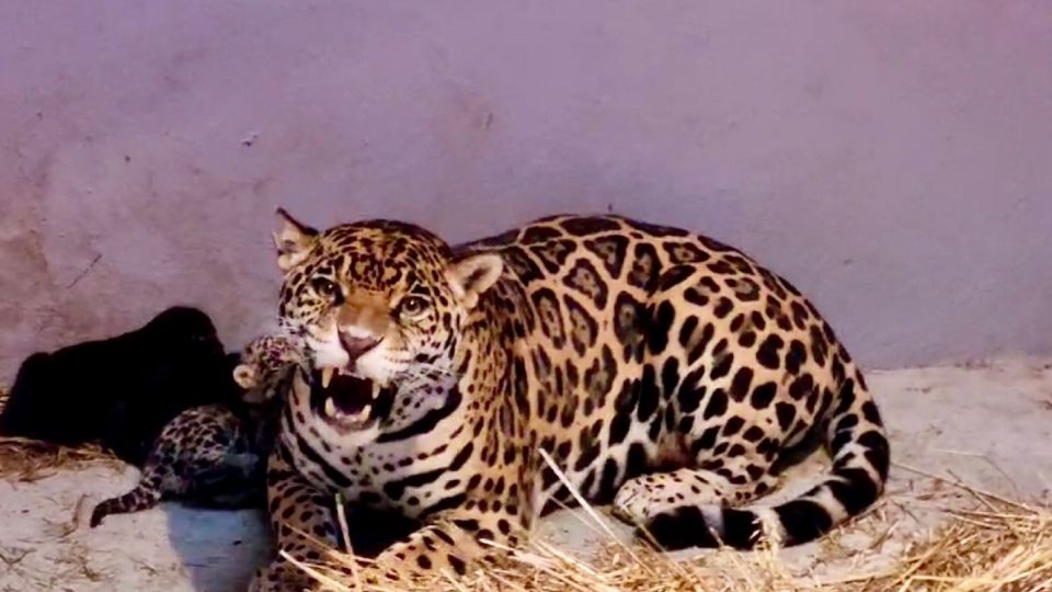 Madre jaguar con sus bebés