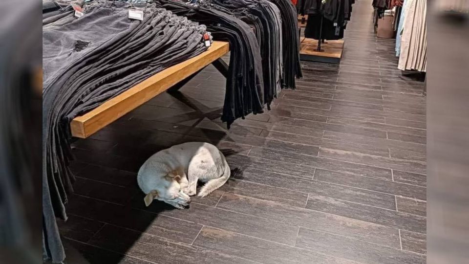 La iniciativa de la tienda de ropa con los lomitos.