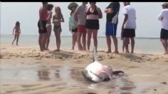 Tiburón blanco es captado fuera del mar y tratan de salvarlo a base de cubetazos | VIDEO