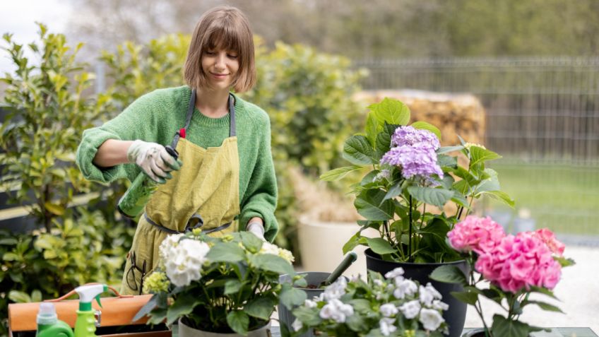 El barato fertilizante casero que te ayudará a que tus plantas estallen de flores