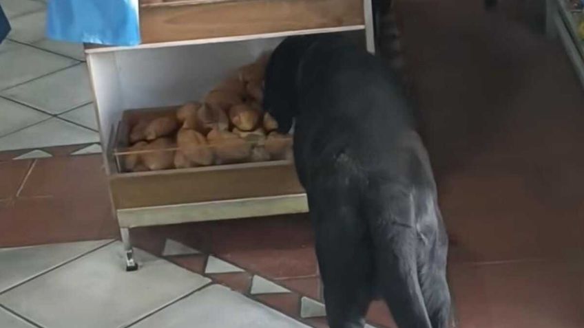 Lomito roba un pan de una tienda y usuarios se conmueven por la hazaña | VIDEO