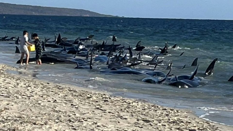 Más de 160 ballenas encallaron en esta playa australiana.