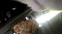 VIDEO: así se ve una persecución de gatos y peleando desde la perspectiva de un michi