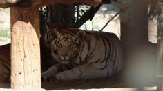 Catean casa de sicarios en Baja California y encuentran zoológico privado con tigres de bengala