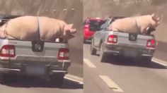 Captan a cerdo amarrado en camioneta, genera indignación en redes: VIDEO