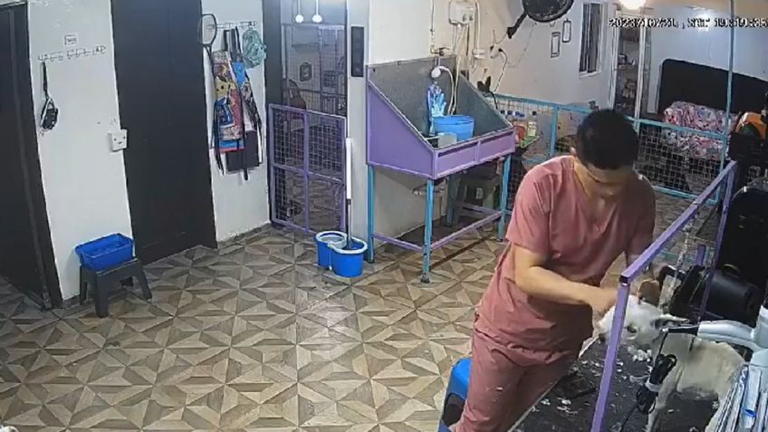 VIDEO: indigna perrito golpeado por empleado de estética canina