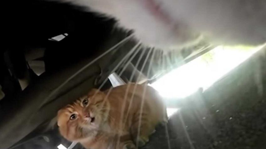 VIDEO: así se ve una persecución de gatos y peleando desde la perspectiva de un michi