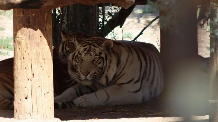 Catean casa de sicarios en Baja California y encuentran zoológico privado con tigres de bengala