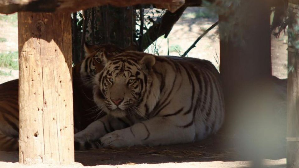 Además de la jaula de Tigres de Bengala, hallaron conejos