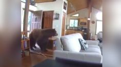 Captan violenta irrupción de un oso en casa de Estados Unidos: VIDEO