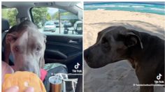 Perrita pasa su último día en la playa y comiendo hamburguesas tras ser rescatada del abandono: VIDEO