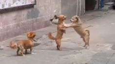 Captan a dos perritos intentando bailar tango en VIDEO