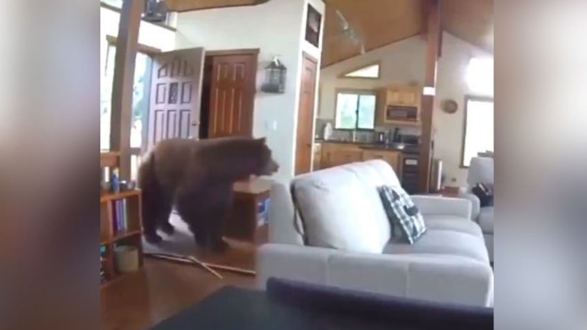 Captan violenta irrupción de un oso en casa de Estados Unidos: VIDEO