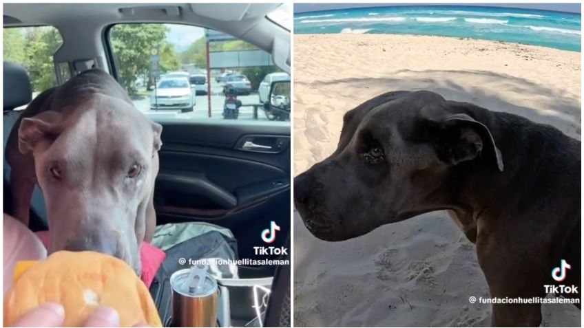 Perrita pasa su último día en la playa y comiendo hamburguesas tras ser rescatada del abandono: VIDEO