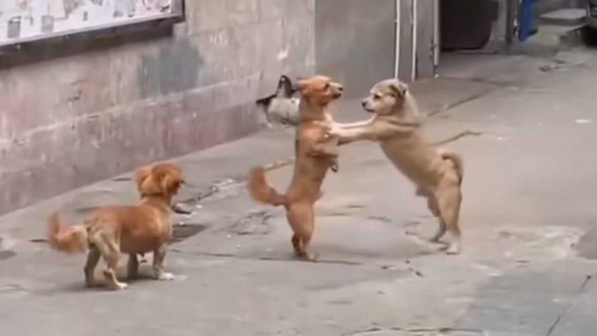 Captan a dos perritos intentando bailar tango en VIDEO