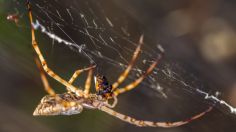 Araña violinista: ¿te puedes morir si te muerde?