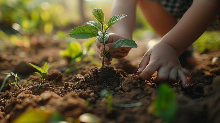 Día del Niño: 3 plantas que los pequeños pueden cuidar 