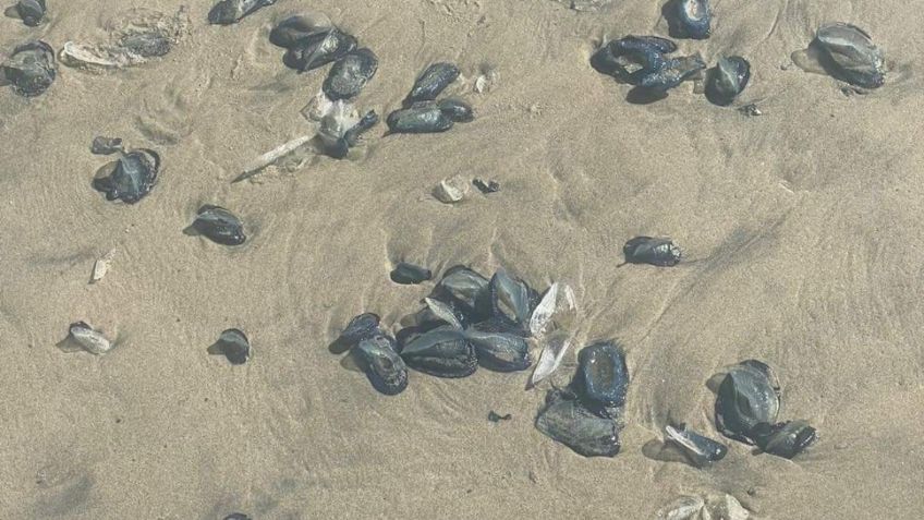 Autoridades advierten sobre presencia de medusas en Playas de Rosarito