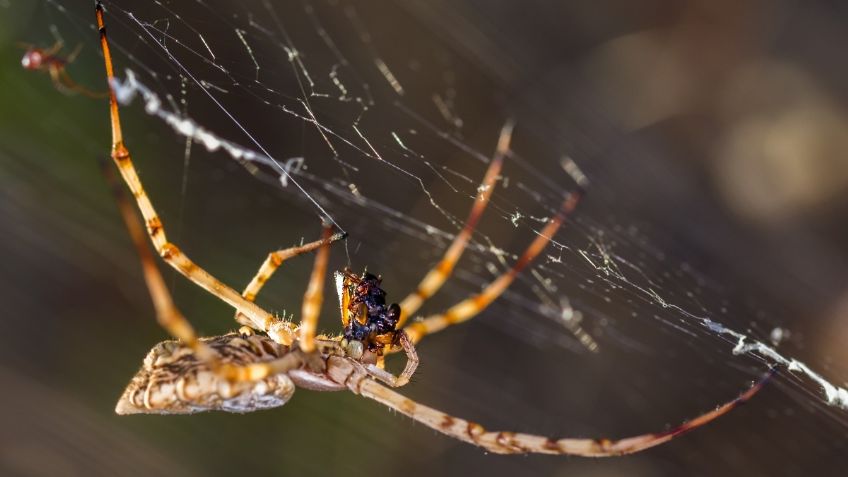 Araña violinista: ¿te puedes morir si te muerde?