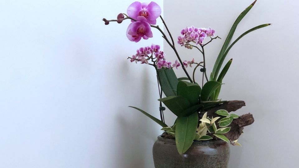 Las orquídeas requieren cierto tipo de cuidados antes y después de replantarla