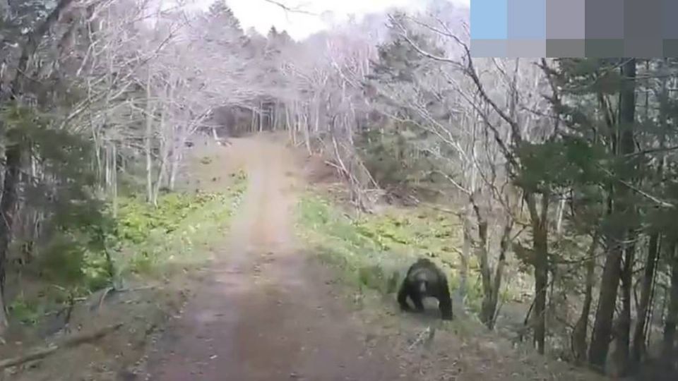 El oso antes de atacar el carro del automoviista en Japón.