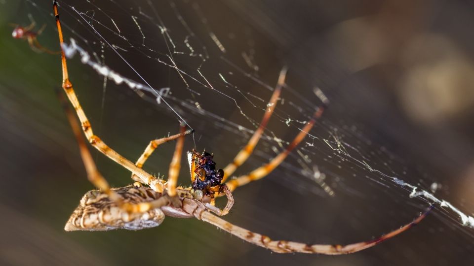 Este insecto puede adaptarse a cualquier ecosistema.