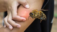 Abejas atacan brutalmente a un hombre y a un adolescente en cultivos de Guanajuato