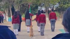 Escuela adopta a perrito que se hizo viral por marchar en la escolta | VIDEO