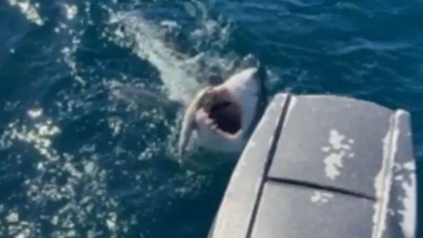 "Era un monstruo": adolescente pesca un tiburón blanco y lo muerde en la pierna tratando de escapar