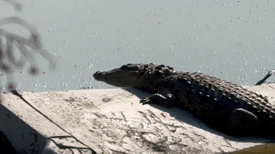 Cocodrilo en la guna de Cuautitlán Izcalli, Edomex