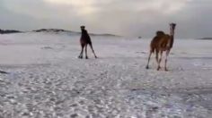 VIDEOS: Fuertes granizadas pintan de blanco desierto de Arabia Saudita