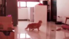 VIDEO: una familia de gatos reacciona al poderoso terremoto en Taiwán