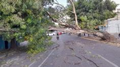 Cae enorme árbol en transitadas avenidas de Naucalpan