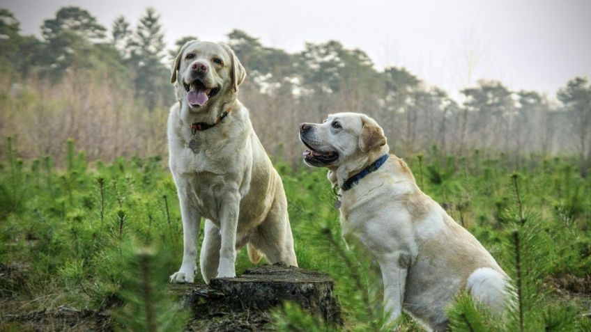 RUAC:¿Dónde ponen y cuánto cuesta ponerles chip a los perros en la CDMX?