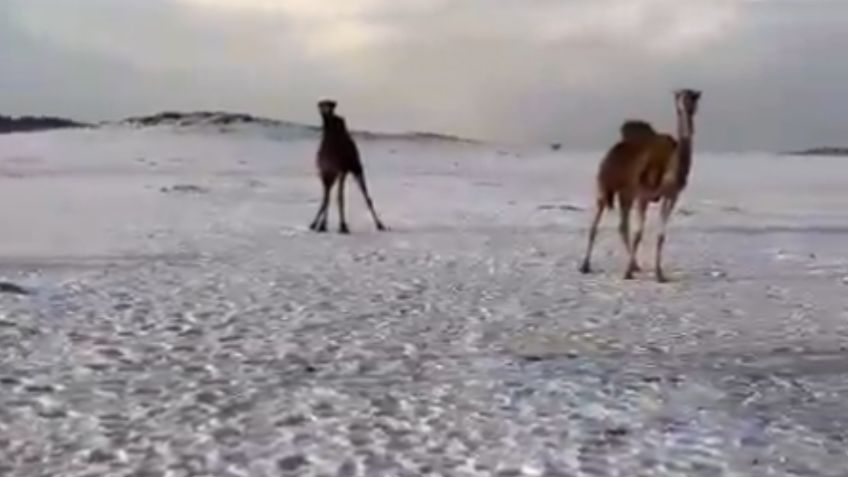 VIDEOS: Fuertes granizadas pintan de blanco desierto de Arabia Saudita