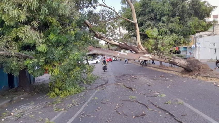 Cae enorme árbol en transitadas avenidas de Naucalpan