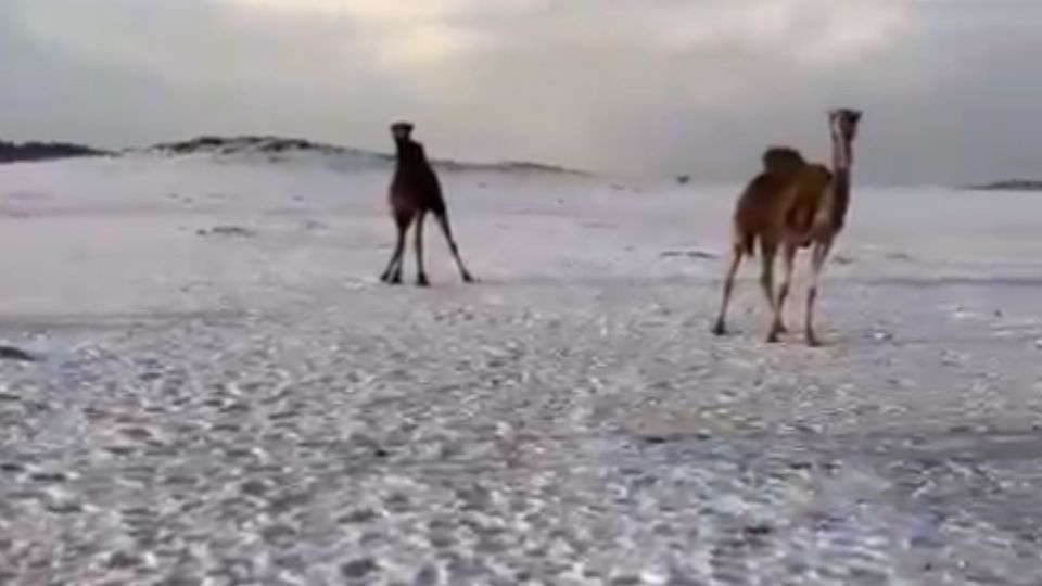 Desierto de arabia Saudita