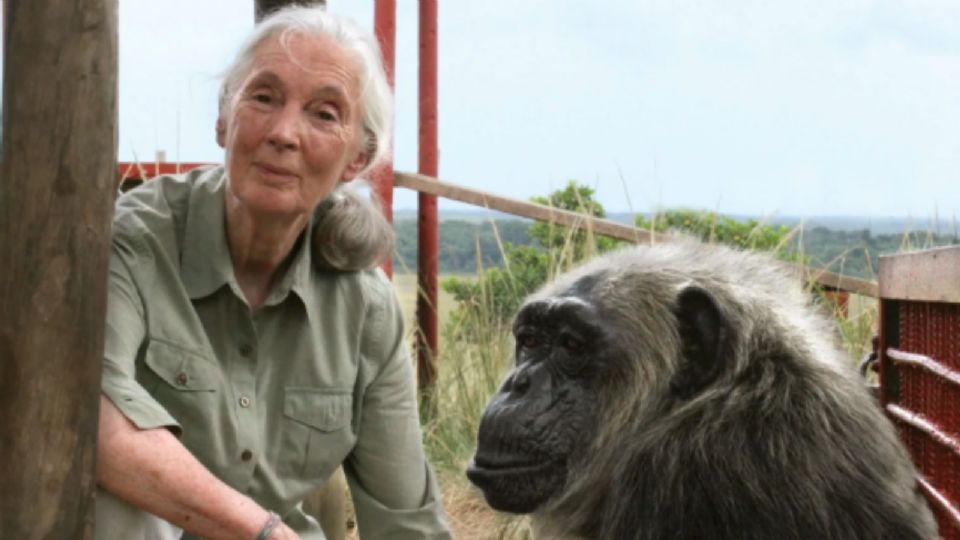 Jane Goodall es considerada una pionera en el estudio de chimpancés.