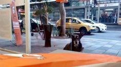 Perrito conmueve las redes al esperar afuera de Little Caesars en CDMX por una rebanada