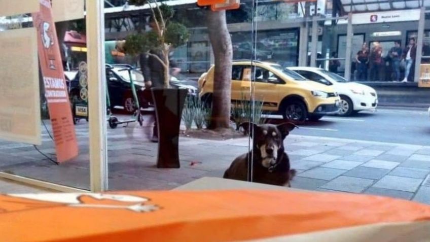 Perrito conmueve las redes al esperar afuera de Little Caesars en CDMX por una rebanada