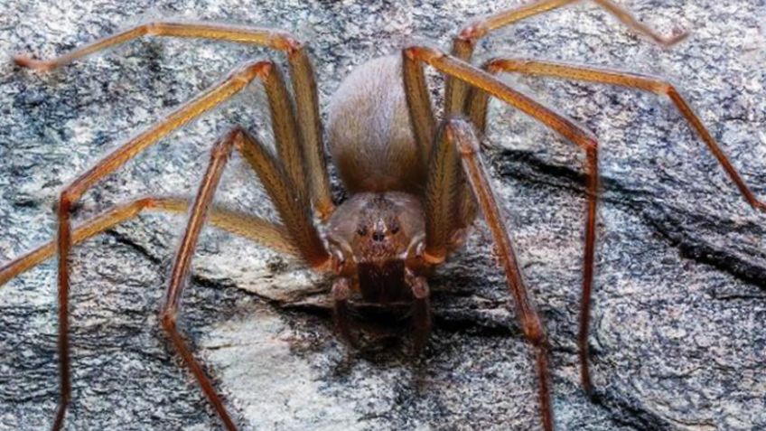 Niño colombiano sobrevivió a cuatro muertes clínicas por la picadura de una araña