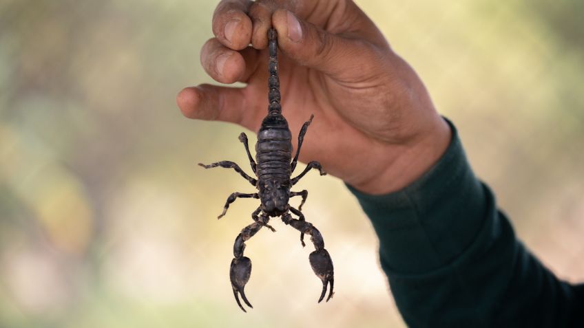 Di adiós a los alacranes: estas son las plantas aromatizantes que los ahuyentarán de tu hogar